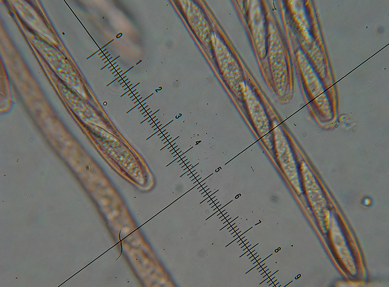 Ascocoryne cylichnium